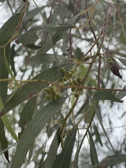 Eucalyptus mannifera mannifera