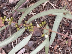 Eucalyptus mannifera mannifera