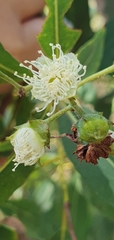 Angophora subvelutina