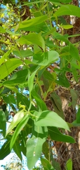 Angophora subvelutina