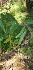 Angophora subvelutina