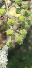 Angophora subvelutina