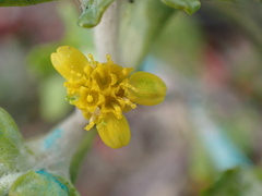 Eriophyllum multicaule