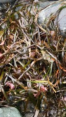 Phyllospadix scouleri