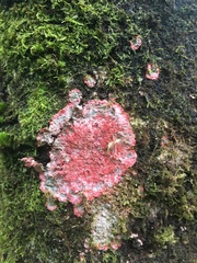 Herpothallon