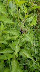 Solanum aloysiifolium