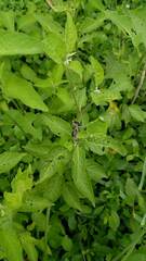 Solanum aloysiifolium