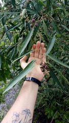 Sapium glandulosum