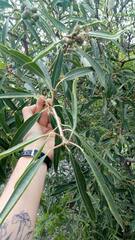 Sapium glandulosum
