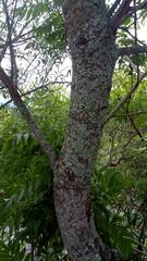 Sapium glandulosum