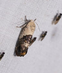 Hypertropha chlaenota
