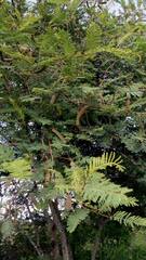 Vachellia aroma