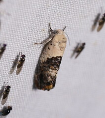 Hypertropha chlaenota