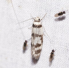 Philobota impletella