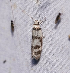 Philobota impletella