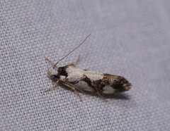 Machetis aphrobola