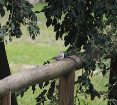 Muscicapa striata balearica