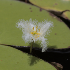 Nymphoides indica