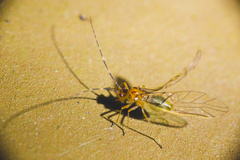 Stenopsocus