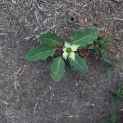 Jaborosa runcinata