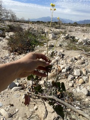 Brassica fruticulosa