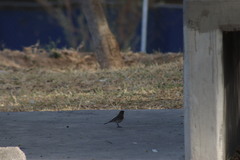 Setophaga coronata auduboni