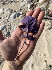 Brassica fruticulosa