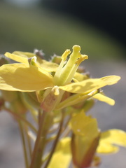 Brassica fruticulosa