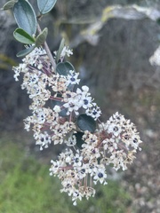 Ceanothus crassifolius