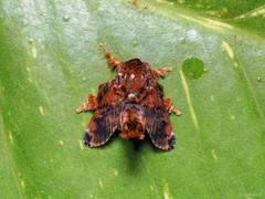 Cheromettia sumatrensis