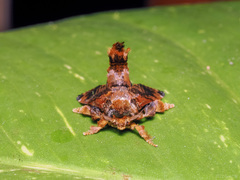 Cheromettia sumatrensis