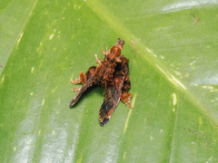 Cheromettia sumatrensis