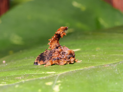 Cheromettia sumatrensis