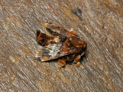 Cheromettia sumatrensis