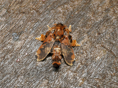 Cheromettia sumatrensis