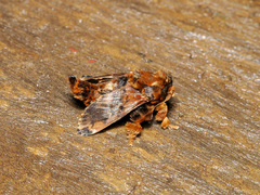 Cheromettia sumatrensis