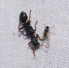 Tarsostenodes simulator