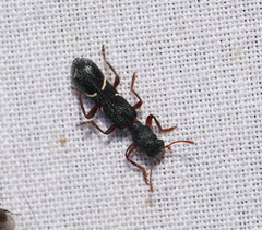 Tarsostenodes simulator