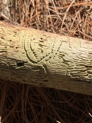 Pityogenes bidentatus