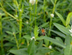Alpaida veniliae