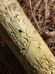 Pityogenes bidentatus