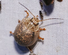 Paropsis intermedia