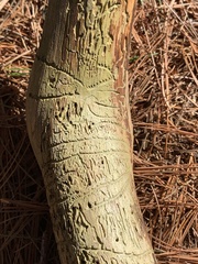 Pityogenes bidentatus