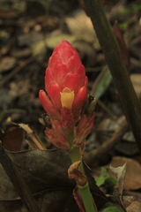 Renealmia thyrsoidea