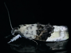 Piloprepes antidoxa