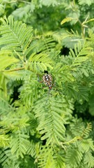 Pachylis argentinus