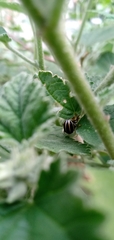 Desmogramma