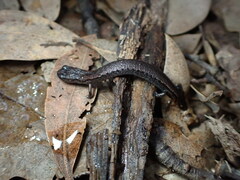 Batrachoseps attenuatus