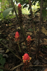 Renealmia thyrsoidea