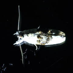 Piloprepes antidoxa
